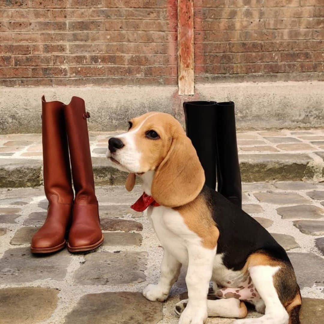 ラボッテガーディアンさんのインスタグラム写真 - (ラボッテガーディアンInstagram)「Promenade du mercredi  Au deuxième plan, la Cavalière City Zip marron et les Elloa en veau gras noir  #confinementcréatif #balladeparisienne #beaglelife #beaglepuppy #animallovers #parisianlifestyle #cavalieres #bottescavalieres」11月4日 17時49分 - labottegardiane