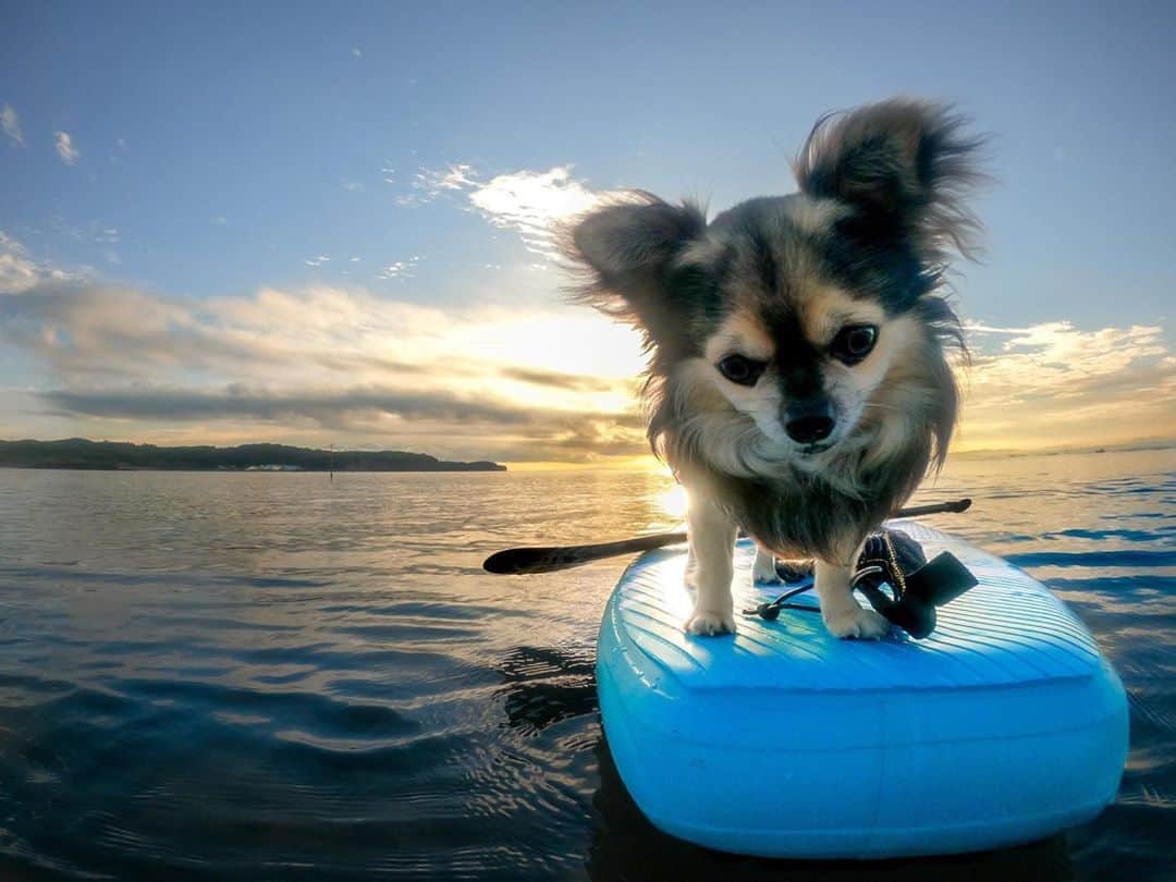 GoProのインスタグラム