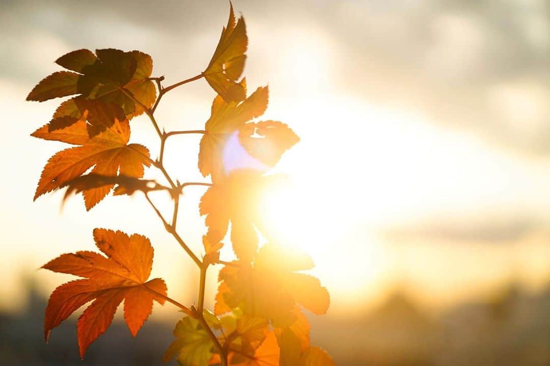 木南清香のインスタグラム：「🍁 ・ ・ 11月が始まり、 風が冷たくなってきましたね🌾 今日は #木枯し1号 が吹いたそうで🌬 ・ 寒暖差の大きい季節ですので 皆様もご自愛ください☺️ ・ #🍁 #秋晴れ #夕焼け空  #おうち時間」