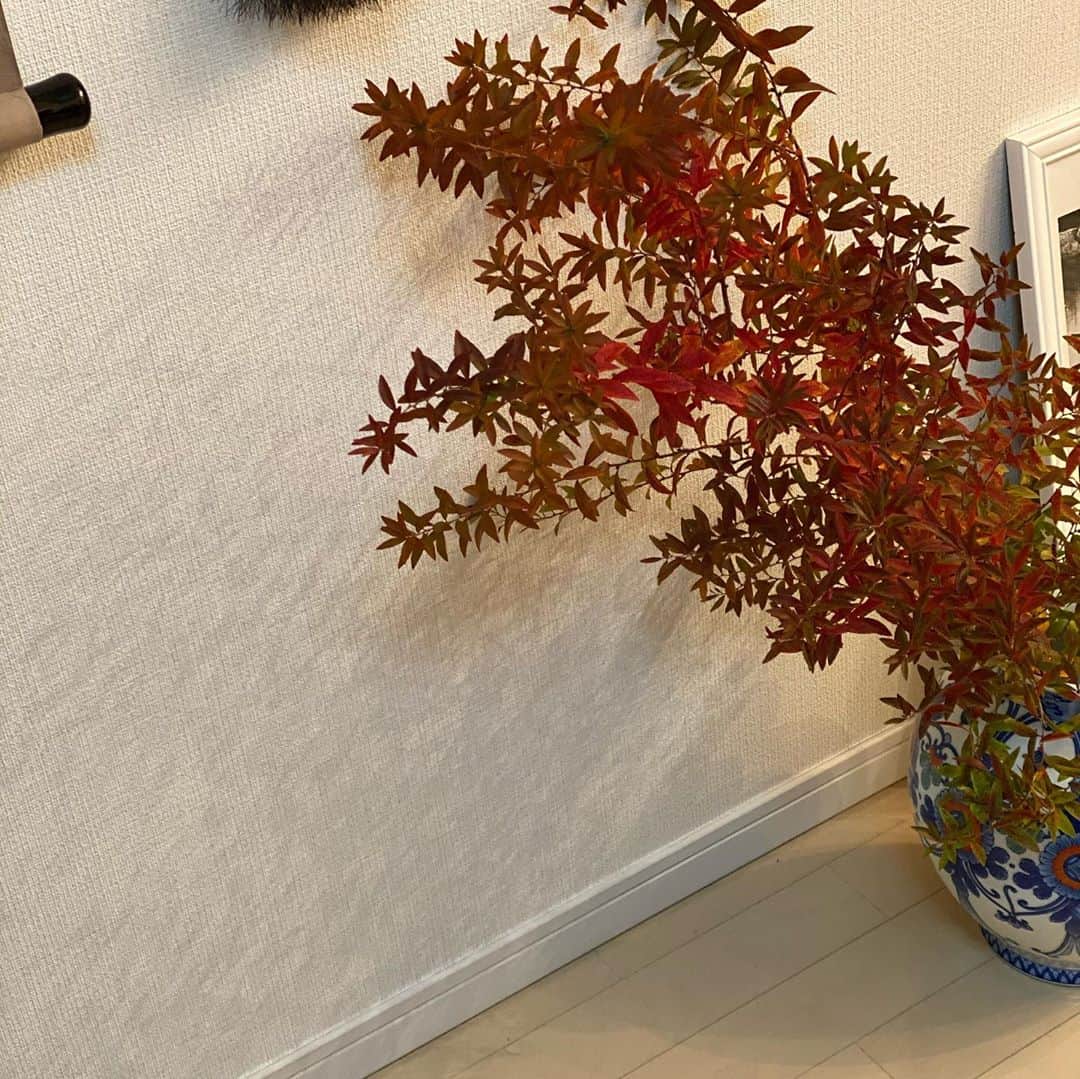 羽田沙織さんのインスタグラム写真 - (羽田沙織Instagram)「自宅で紅葉。 冬コスモスとアネモネも。 花を生けている時は至福の時。 ・ #花のある暮らし #flowers #art #artlover #artevangelist #アート #アートのある暮らし #アート好きな人と繋がりたい #日本画 ＃掛け軸 ＃骨董 #antique #japanbeauty」11月4日 18時18分 - saorihada