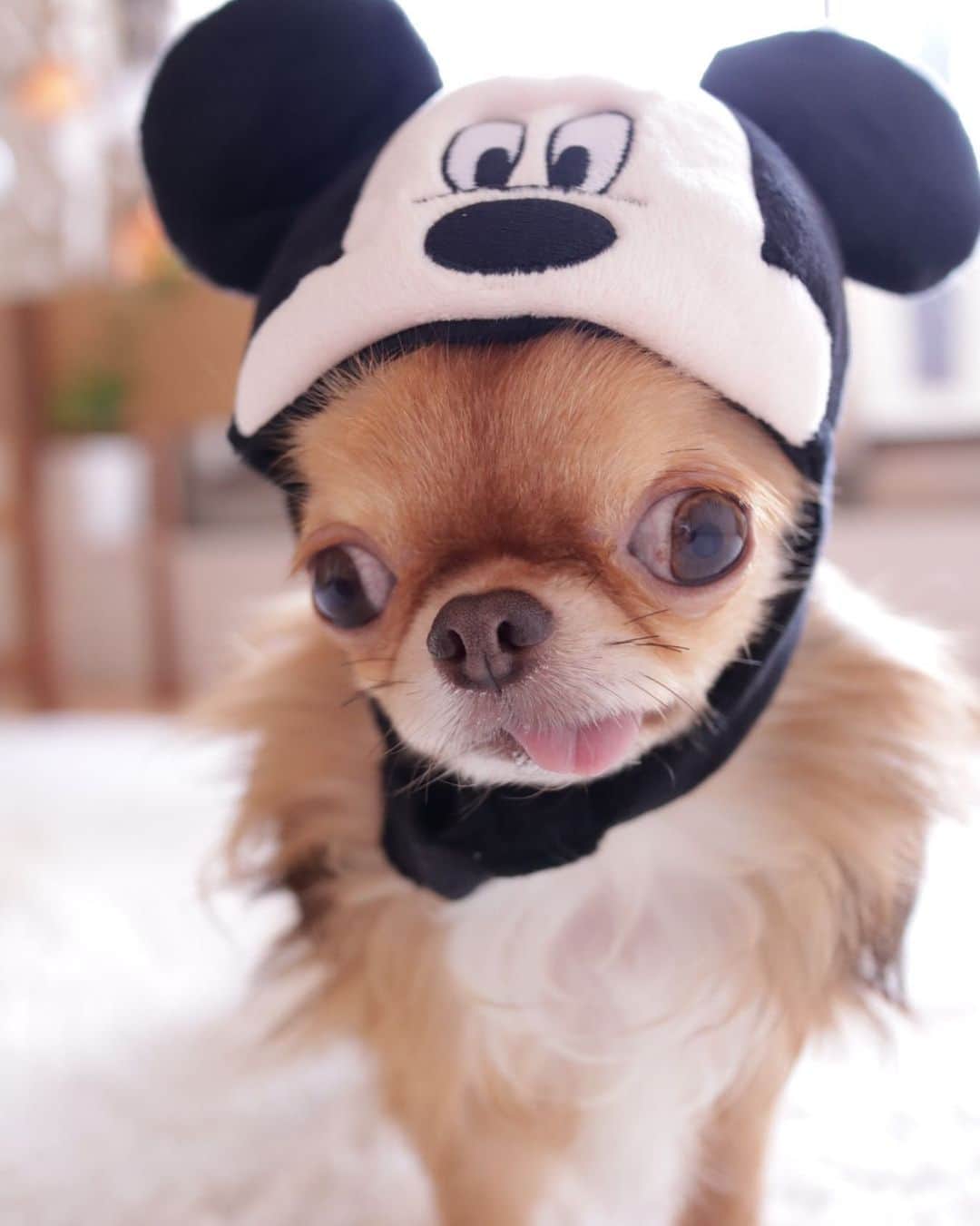 kayoのインスタグラム：「* * * くりおが被ると 安全ヘルメットみたい😂👷 * * kulio❤️ * * #chihuahua#chihuahualove#dogstgram#dog#instadog#チワワ#チワワ大好き#チワワのいる暮らし * * *」