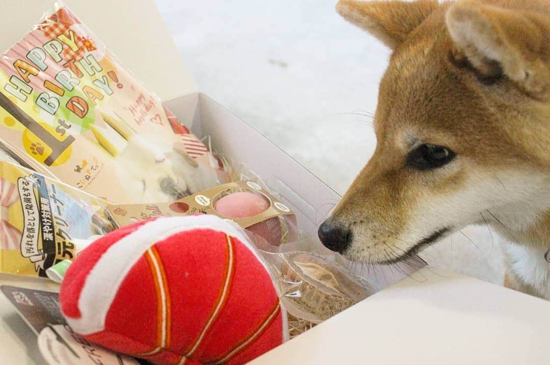 柴犬たま Shibainu Tamaさんのインスタグラム写真 - (柴犬たま Shibainu TamaInstagram)「﻿ @koinustep さんから こいぬすてっぷ が届きました🎵﻿﻿﻿﻿﻿ ﻿﻿﻿﻿﻿ 今回はなんと「1歳のお誕生日号🎂✨🎉」﻿﻿﻿﻿﻿ ﻿﻿﻿﻿ おもちゃもだけどオヤツがいっぱい入ってて、おしゅし達も大喜び🙌どれから食べるか悩んじゃう🙈💓﻿ ﻿﻿ ﻿﻿﻿ 「こいぬすてっぷ」詳しくはこちら↓﻿﻿﻿﻿﻿ http://koinu-step.com/﻿﻿﻿﻿﻿﻿﻿﻿﻿ ﻿﻿ ﻿ Caption trans🇬🇧﻿﻿﻿﻿﻿ A gift arrived for the sushi brothers🎵﻿﻿﻿﻿﻿ ﻿﻿﻿﻿﻿ #たま家族 #柴犬コイ #柴犬トロ #柴犬ウニ #おしゅし兄弟 #wansmilebox #こいぬすてっぷ #koinustep #仲良し兄弟 #笑顔 #かなりひし形﻿ #柴犬 #shiba #shibainu #shibastagram #犬 #dog #多頭飼い」11月4日 18時17分 - tama7653
