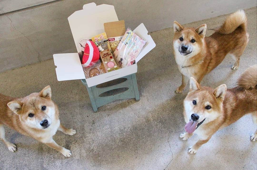 柴犬たま Shibainu Tamaのインスタグラム