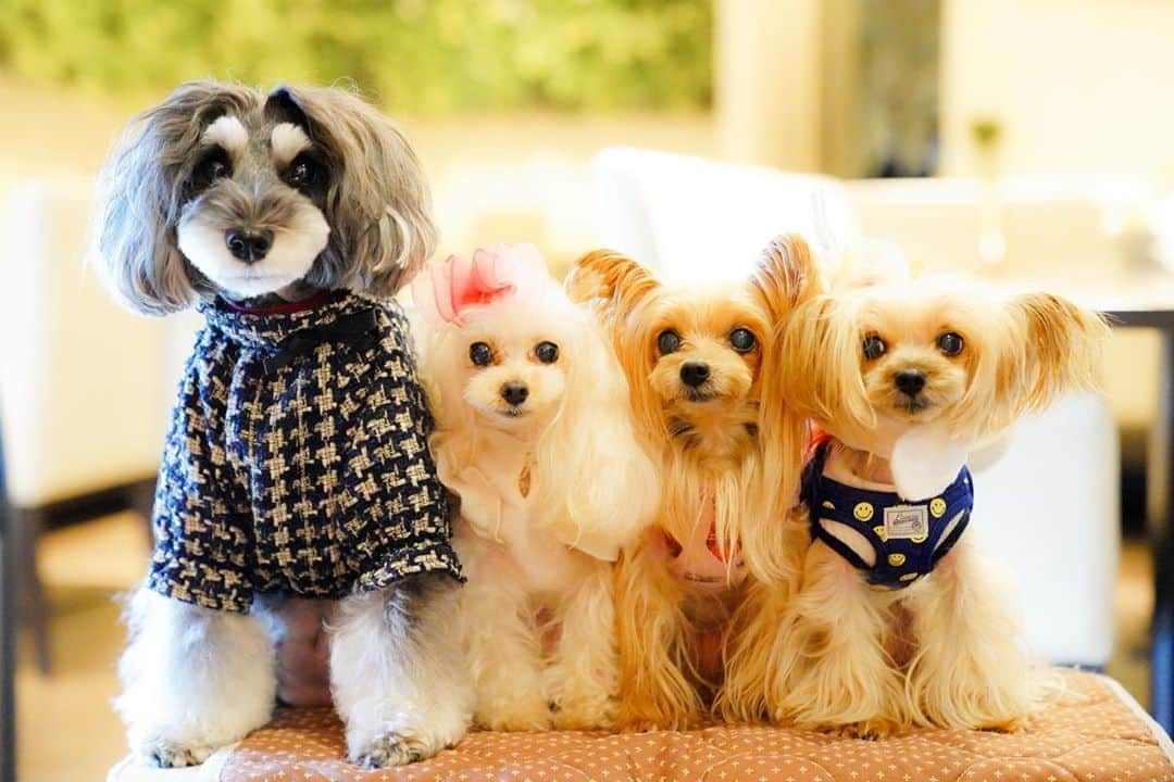 中野区在住のミニシュナのInstagramのグルメインスタ