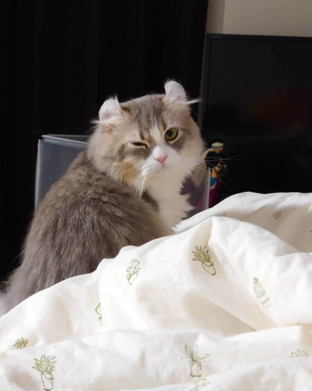 のインスタグラム：「吾輩は猫である。（種類→アメリカンカール） 名前は…ペコラ🐈 名前の由来は、「邪神ちゃんドロップキック」という、アニメの中に出てくる堕天使、ペコラからとった名前である。あと、食欲旺盛でいつでも、お腹ペコペコだったからである。  #newpost #photo #photography #ポートレート #撮影 #cat #猫 #子猫 #生後11ヶ月 #アメリカンカール #今日のペコラ #男の子 #猫のいる暮らし #ペットのいる生活 #猫好きさんと繋がりたい #いいね #いいね返し #いいね返しは絶対 #lfl #l4l #likeforlikes #like4likes #instaphoto #instagood #follow #followｍe」