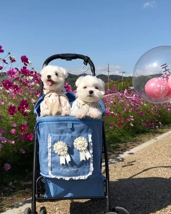 マルチーズ兄妹♡おかゆとおもちのインスタグラム