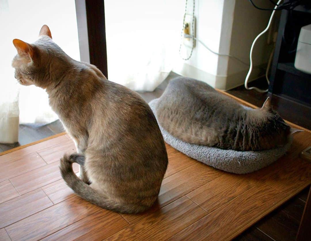 モアレ & クリエさんのインスタグラム写真 - (モアレ & クリエInstagram)「なめらかな背中 #猫背」11月4日 19時33分 - moacrie