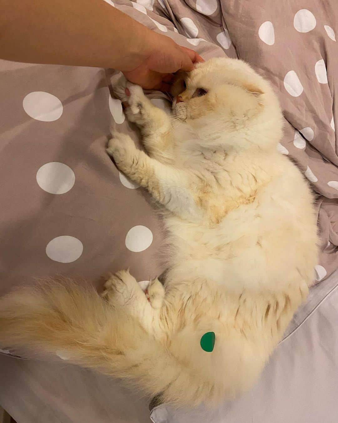 Haruのインスタグラム：「Temperature checked ✅🤗 #gentleharper #วัดไข้ไหนตัวร้อนป่าววว」