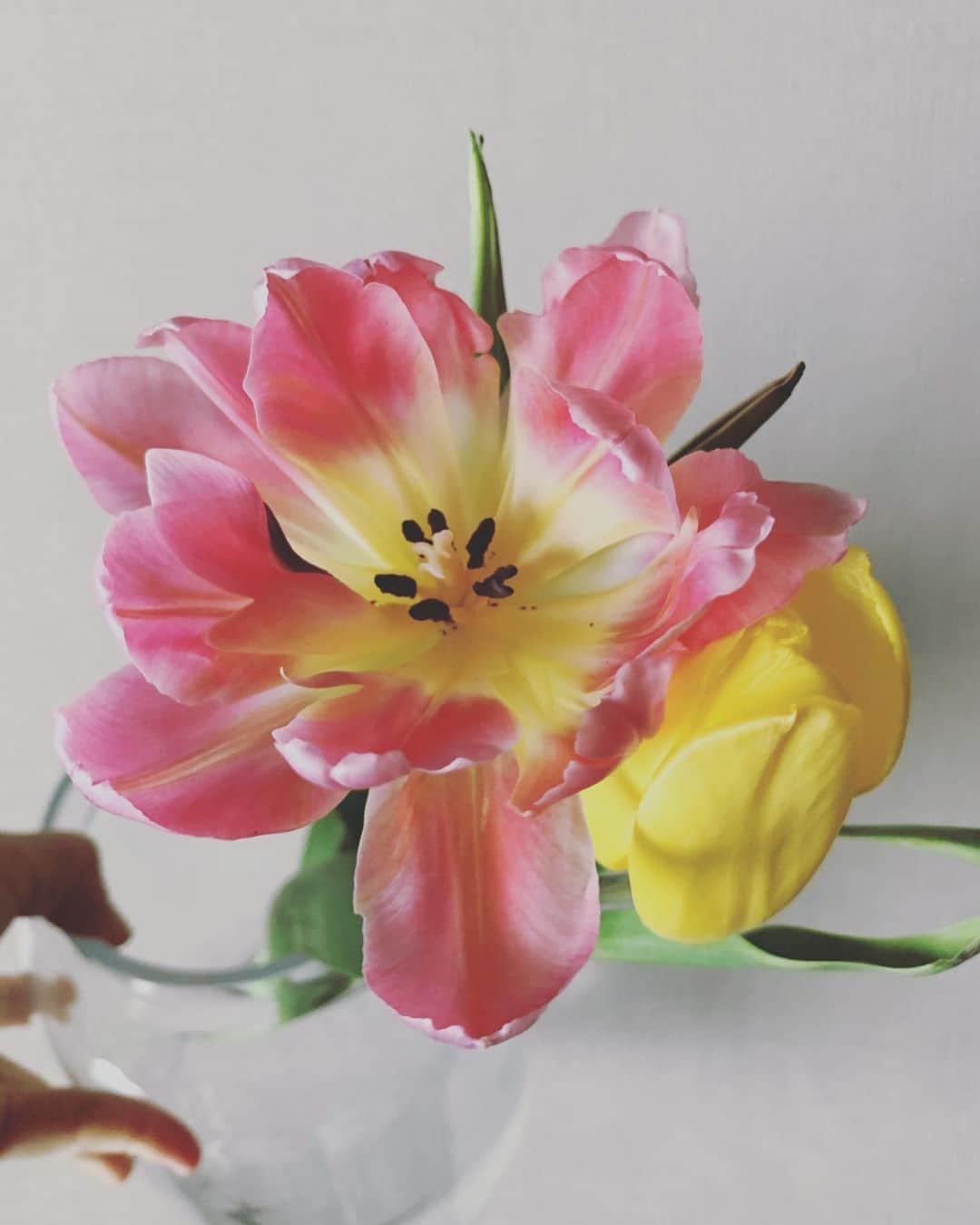 たむらぱんのインスタグラム：「のびのびと開いた。チューの面影どこよ😊 #🌷」