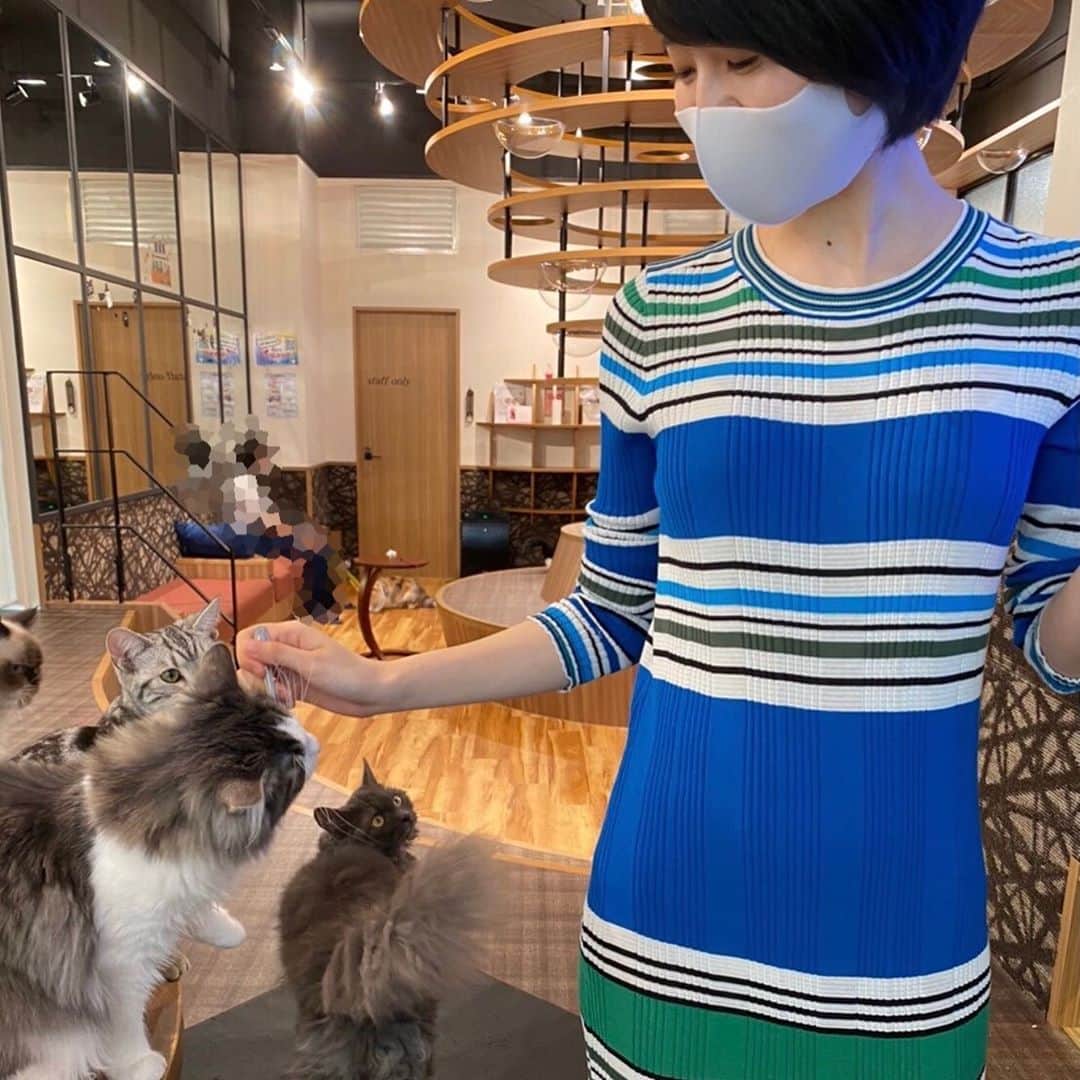 砂川涼音のインスタグラム：「初めて猫のおやつ買ってみたら 沢山の猫に囲まれて幸せだった . ねこと近くで触れ合いたい人におやつオススメ✨ . 隣に座って撫でてたら白黒の猫ちゃんが まさかの膝の上に乗ってくれて癒された☺️ .」