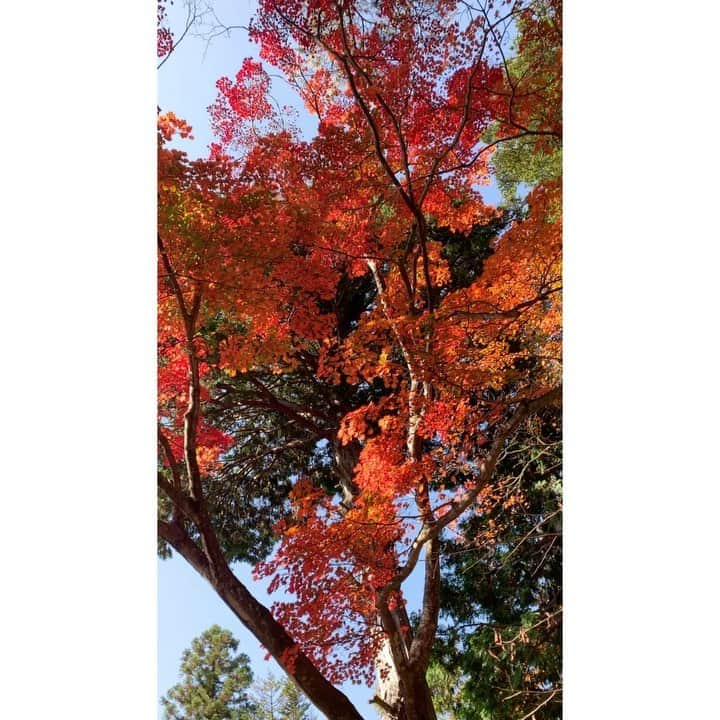 鴻上久美子のインスタグラム：「週末は親戚みんなで登山に行きました🍁  #御岳山 #MtMitake  #登山 #Climbing #御嶽神社  #狛犬 #紅葉 #Autumnleaves #ロックガーデン  #蕎麦 #わらび餅  #御岳山は初めて登りました😆 #ワンちゃんもいっぱいいたよ」