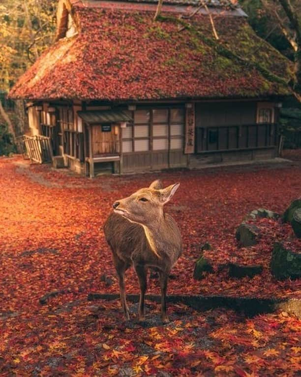 9GAGさんのインスタグラム写真 - (9GAGInstagram)「🍁🦌 By @hirokingraphy - #deer #nara #photography #奈良 #9gag」11月4日 20時00分 - 9gag