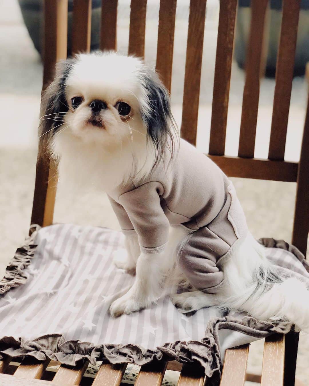 juntowaさんのインスタグラム写真 - (juntowaInstagram)「赤ちゃんの足まで包まれた服と犬のロンパースって可愛すぎ。  ロンパースは @moncheri.dog さんの お洋服です✨ ちなみにふねはSサイズです。」11月4日 20時18分 - juntowa