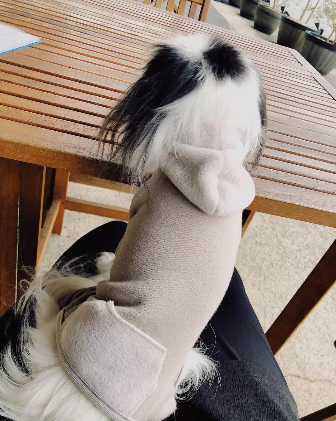 juntowaさんのインスタグラム写真 - (juntowaInstagram)「赤ちゃんの足まで包まれた服と犬のロンパースって可愛すぎ。  ロンパースは @moncheri.dog さんの お洋服です✨ ちなみにふねはSサイズです。」11月4日 20時18分 - juntowa