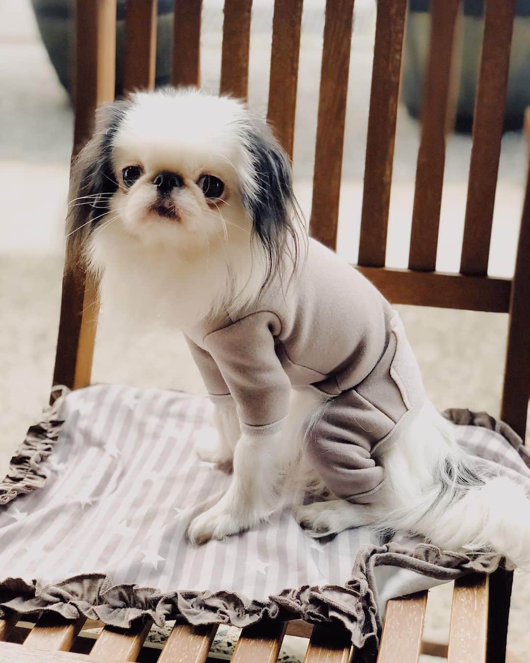 juntowaのインスタグラム：「赤ちゃんの足まで包まれた服と犬のロンパースって可愛すぎ。  ロンパースは @moncheri.dog さんの お洋服です✨ ちなみにふねはSサイズです。」