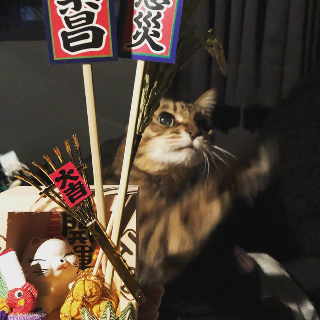 有奈めぐみさんのインスタグラム写真 - (有奈めぐみInstagram)「熊手、招き猫の置くタイプ🐱  早速、招き猫が猫を呼び寄せてくれました‪w 稲穂にじゃれてたので、置きたかった場所じゃない、位置に置かせてもらいます。  老猫の目がらんらんとした‪w熊手を壊されたくはないけど とても嬉しかった♡  #熊手 #2020 #招き猫 #老猫 #老猫のいる生活 #イキイキ」11月4日 20時26分 - arina_megu