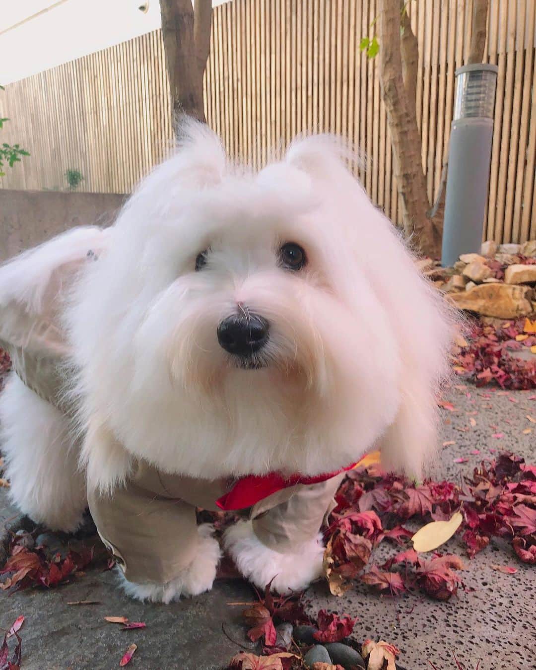 チョンダヨン（Jungdayeon）さんのインスタグラム写真 - (チョンダヨン（Jungdayeon）Instagram)「너의 마음이 궁금해☁️💭🍒 #가을바람 #funky_be_be #내맘이#연기자가꿈이었어요 #dogstagram #petlovers」11月4日 20時39分 - jungdayeon