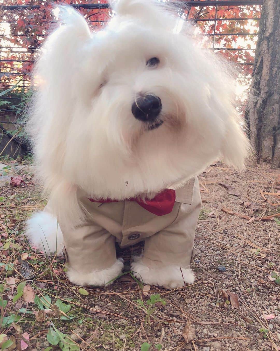 チョンダヨン（Jungdayeon）さんのインスタグラム写真 - (チョンダヨン（Jungdayeon）Instagram)「너의 마음이 궁금해☁️💭🍒 #가을바람 #funky_be_be #내맘이#연기자가꿈이었어요 #dogstagram #petlovers」11月4日 20時39分 - jungdayeon
