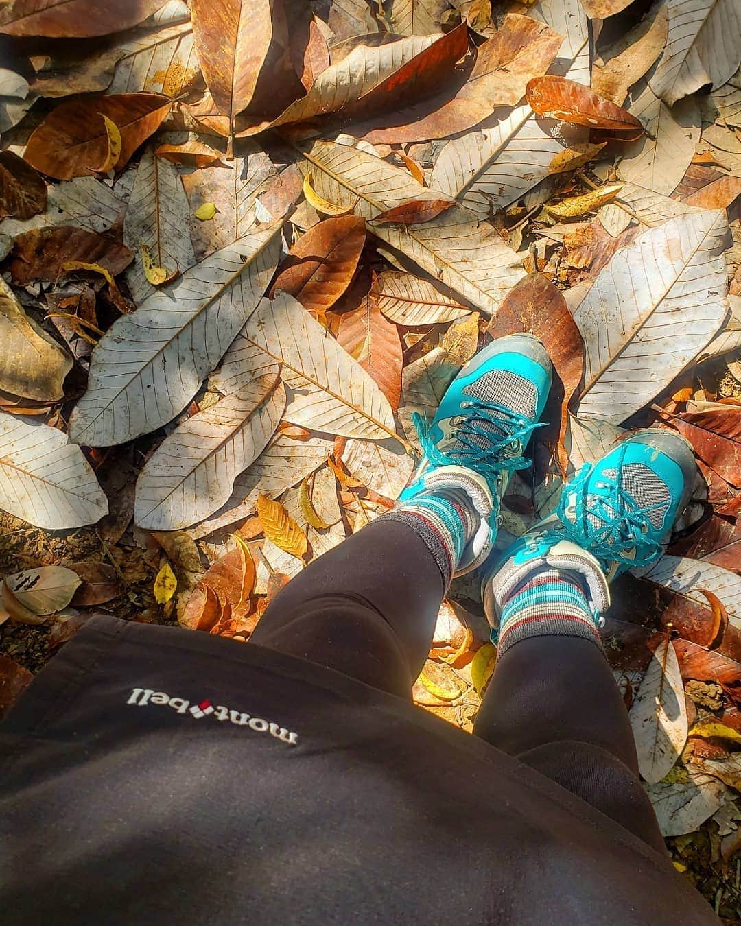 服部ひで子さんのインスタグラム写真 - (服部ひで子Instagram)「足もといっぱいに広がる秋🍁✨  この葉っぱ、 足くらいおっきくてビックリ👣！笑  #登山 #登山靴  #ホオノキ」11月4日 20時36分 - hideko_hattori