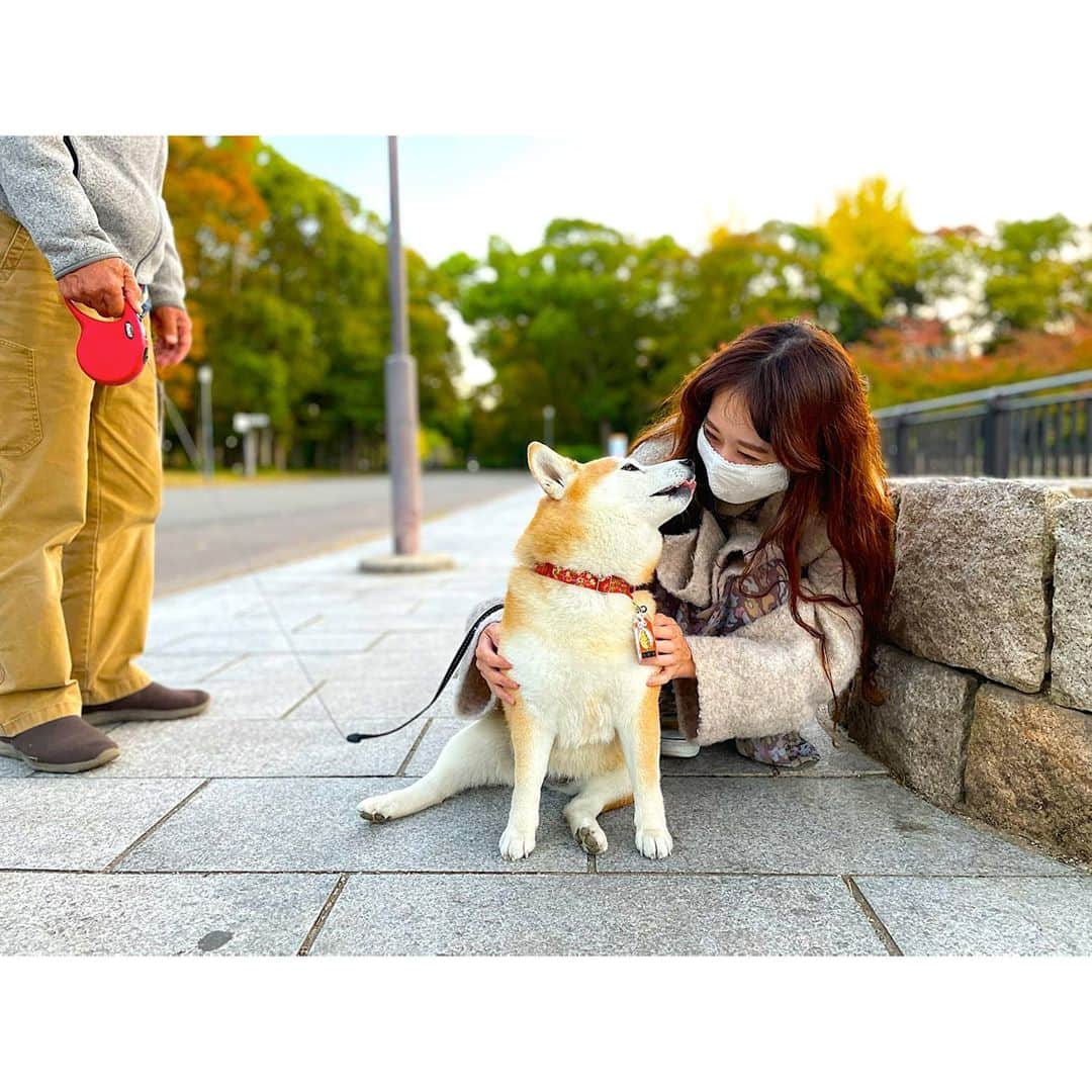 Yasuji Narutoのインスタグラム：「今日は大阪城公園でおさんぽしました  お散歩中の柴犬ぷくちゃんにお会いして癒されました  その後ツインタワーから京橋へぐるっとおさんぽ  高校の時の思い出が20年前とか…  時代感じるわー  そしてぷくちゃん最高！」