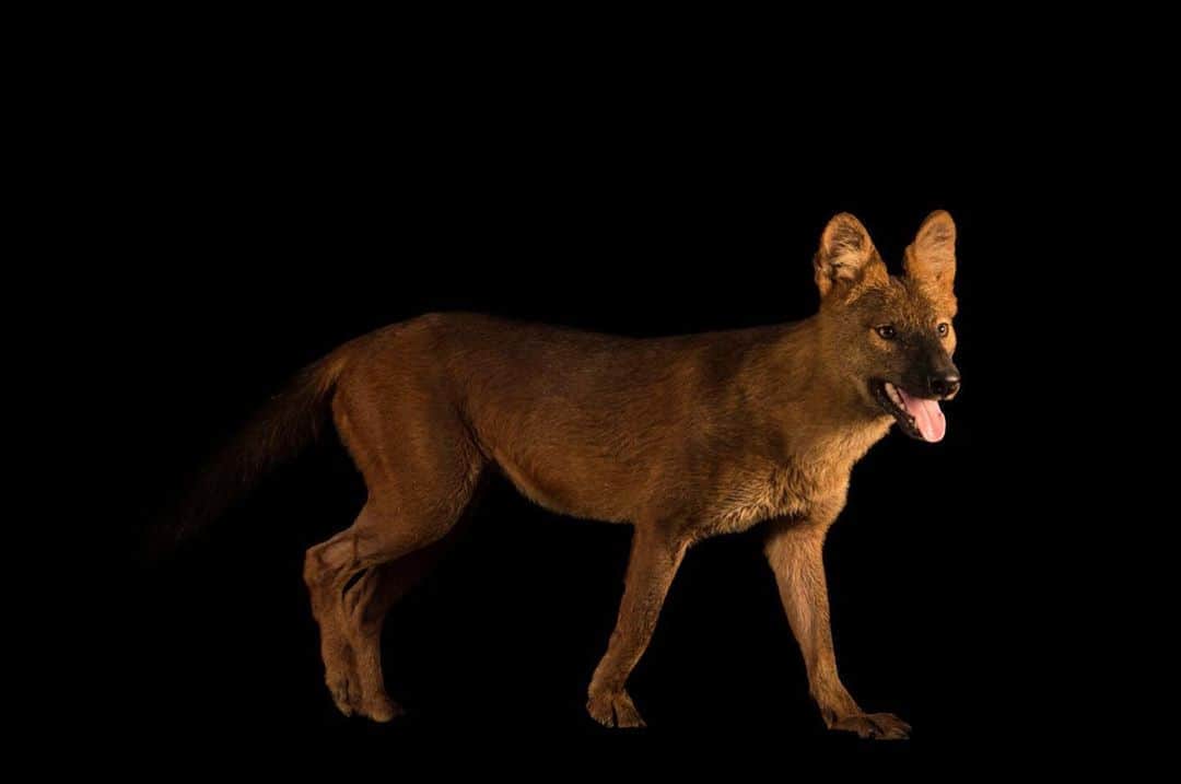 Joel Sartoreさんのインスタグラム写真 - (Joel SartoreInstagram)「I’ve photographed a lot of canid species, but this red dhole @wrs.ig was unlike any I’ve ever met. I’ve seen them climb like a cat, plus they sound other-worldly. And their smell is unforgettable as well—very pungent! Super wary and hard to see in the wild, dholes historically ran in 100-member packs, but too much human pressure has greatly decreased this amazing animal across its range, and populations in mainland Southeast Asia and Indonesia hover on the brink of extinction. In areas where they still exist, dholes have been observed merging into packs of up to 30 individuals in order to hunt larger prey like buffalo and deer. These groups will separate shortly after the hunt concludes, reverting back to their smaller family units. Within the pack, individuals can be easily identified thanks to highly distinctive calls that are unique to each dhole. Photo taken with a @nikonusa D4. #dhole #carnivore #pack #packanimal #mammal #NikonAmbassador #PhotoArk #savetogether」11月4日 20時54分 - joelsartore