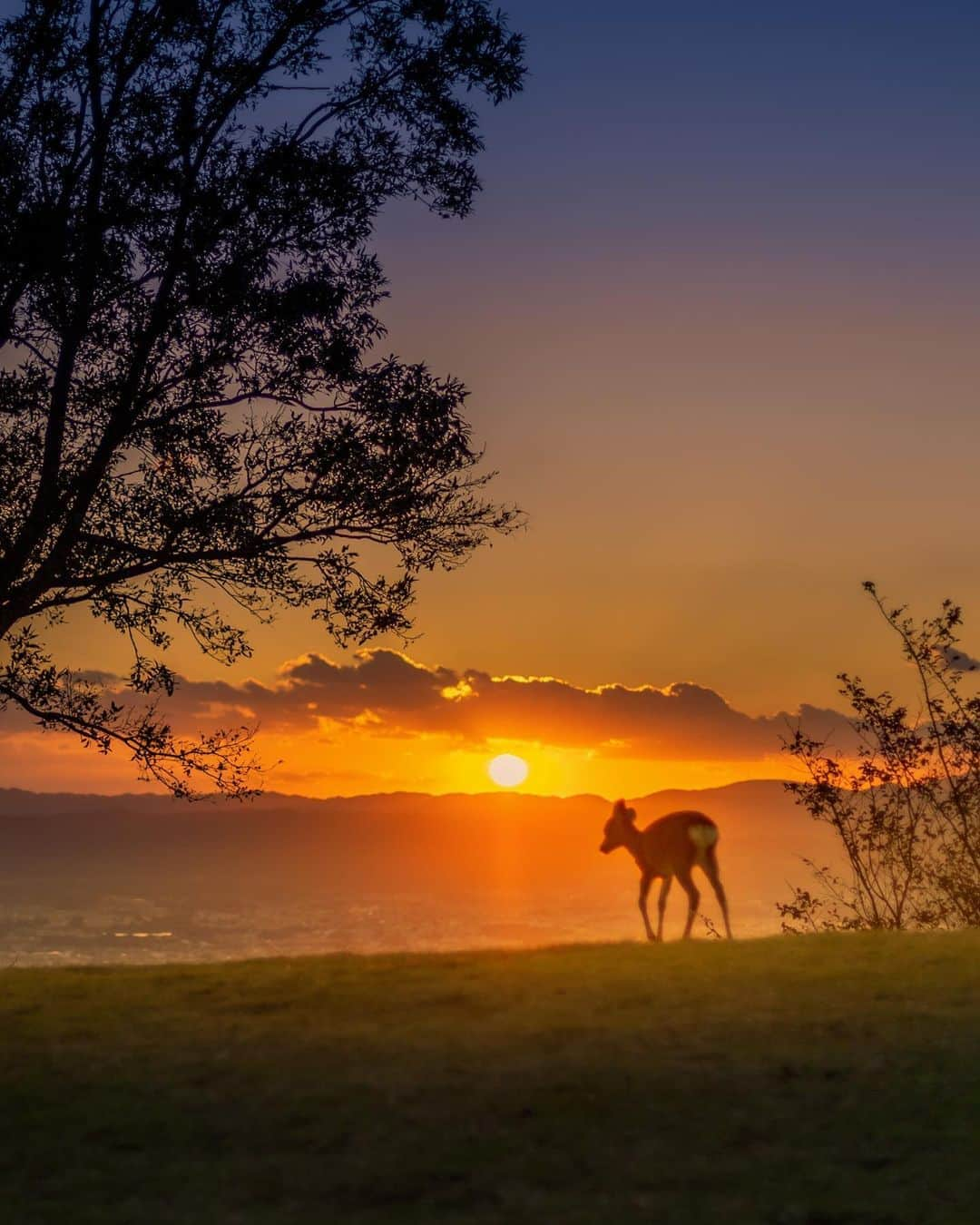 kyoko_zzzのインスタグラム：「Autumn dusk . #若草山山頂 #deer」