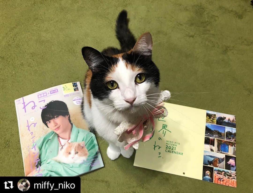 ねこさんのインスタグラム写真 - (ねこInstagram)「@miffy_niko さん、ありがとうございますっ❣️❣️🤸🏻‍♂️🌈 表紙の樹さんにテンション上がり中かな？😻💕笑 また全力笑顔ショットお待ちしてますねん📸💓 #Repost @miffy_niko with @make_repost ・・・ イケメンが近くにいるってテンション上がるにゃ😻  @neko_magazine  さまの　「ねこ」116号　  インスタ連動企画　#ねこは人を笑顔にする  の、愛猫写真大紹介で載せて頂きました☺️  「ねこは人を笑顔にする」なので、とびっきりの笑顔😸になってます✨  映画「旅猫リポート」のスペシャルインタビューで、福士蒼汰❤️が表紙の時に即買いしてから、何度か購入している雑誌です😊📖  今回の特集、ねことインテリアも良かったです☺️  同じ写真が2枚、すみません💦  ＊  #neko_magazine #NEKONOBA #とろねこチャレンジ  #ねこ雑誌 #猫#猫と暮らす#猫のいる幸せ #猫好きさんと繋がりたい #ねこすたぐらむ #にゃんすたぐらむ #ねこ部#ねこのきもち#にゃんこ#みけねこ #三毛猫#保護猫#保護猫を家族に #猫写真#nyancon01 #cat #catsofinstagram #catlover」11月4日 21時24分 - neko_magazine