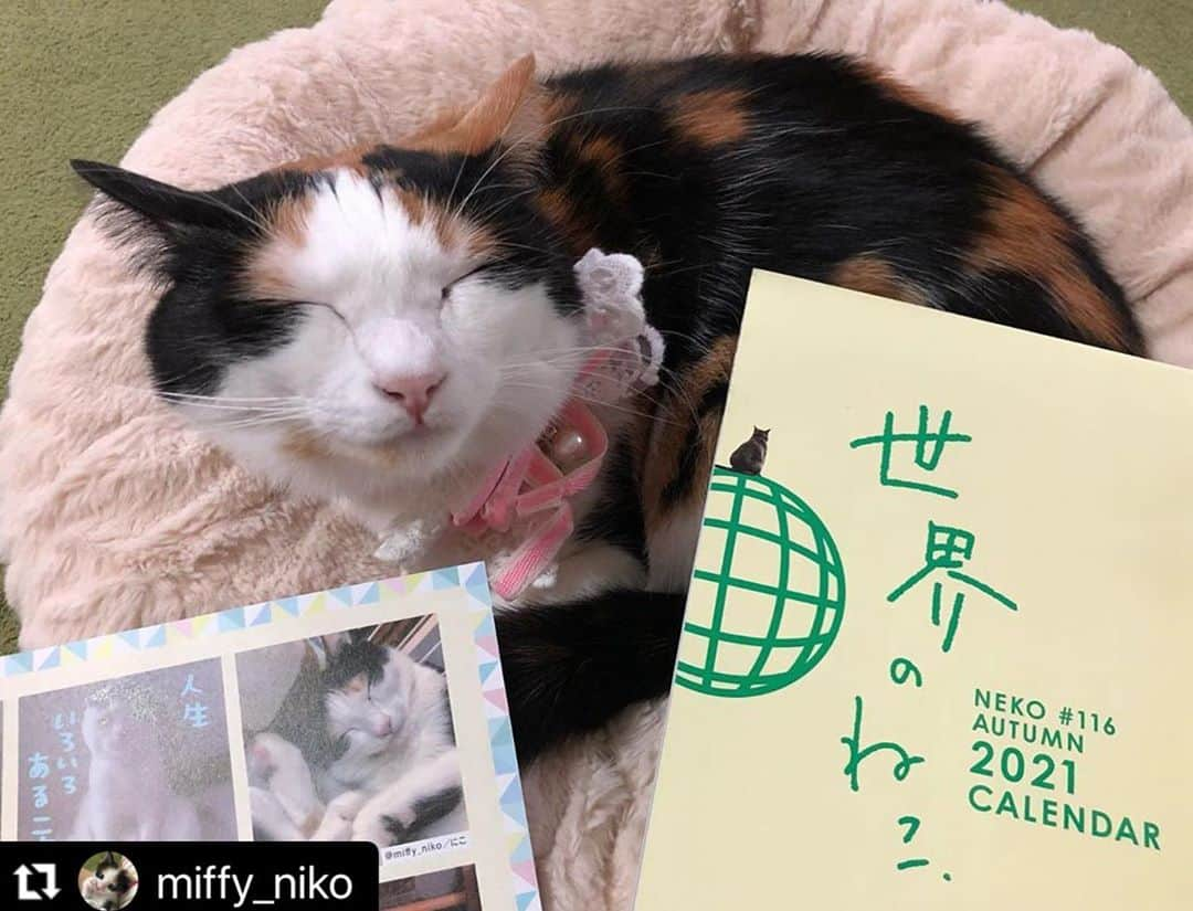 ねこさんのインスタグラム写真 - (ねこInstagram)「@miffy_niko さん、ありがとうございますっ❣️❣️🤸🏻‍♂️🌈 表紙の樹さんにテンション上がり中かな？😻💕笑 また全力笑顔ショットお待ちしてますねん📸💓 #Repost @miffy_niko with @make_repost ・・・ イケメンが近くにいるってテンション上がるにゃ😻  @neko_magazine  さまの　「ねこ」116号　  インスタ連動企画　#ねこは人を笑顔にする  の、愛猫写真大紹介で載せて頂きました☺️  「ねこは人を笑顔にする」なので、とびっきりの笑顔😸になってます✨  映画「旅猫リポート」のスペシャルインタビューで、福士蒼汰❤️が表紙の時に即買いしてから、何度か購入している雑誌です😊📖  今回の特集、ねことインテリアも良かったです☺️  同じ写真が2枚、すみません💦  ＊  #neko_magazine #NEKONOBA #とろねこチャレンジ  #ねこ雑誌 #猫#猫と暮らす#猫のいる幸せ #猫好きさんと繋がりたい #ねこすたぐらむ #にゃんすたぐらむ #ねこ部#ねこのきもち#にゃんこ#みけねこ #三毛猫#保護猫#保護猫を家族に #猫写真#nyancon01 #cat #catsofinstagram #catlover」11月4日 21時24分 - neko_magazine