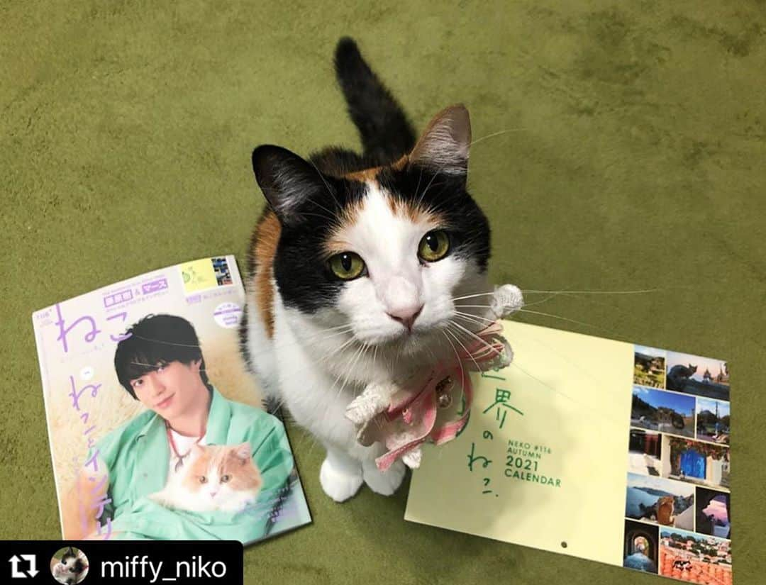 ねこさんのインスタグラム写真 - (ねこInstagram)「@miffy_niko さん、ありがとうございますっ❣️❣️🤸🏻‍♂️🌈 表紙の樹さんにテンション上がり中かな？😻💕笑 また全力笑顔ショットお待ちしてますねん📸💓 #Repost @miffy_niko with @make_repost ・・・ イケメンが近くにいるってテンション上がるにゃ😻  @neko_magazine  さまの　「ねこ」116号　  インスタ連動企画　#ねこは人を笑顔にする  の、愛猫写真大紹介で載せて頂きました☺️  「ねこは人を笑顔にする」なので、とびっきりの笑顔😸になってます✨  映画「旅猫リポート」のスペシャルインタビューで、福士蒼汰❤️が表紙の時に即買いしてから、何度か購入している雑誌です😊📖  今回の特集、ねことインテリアも良かったです☺️  同じ写真が2枚、すみません💦  ＊  #neko_magazine #NEKONOBA #とろねこチャレンジ  #ねこ雑誌 #猫#猫と暮らす#猫のいる幸せ #猫好きさんと繋がりたい #ねこすたぐらむ #にゃんすたぐらむ #ねこ部#ねこのきもち#にゃんこ#みけねこ #三毛猫#保護猫#保護猫を家族に #猫写真#nyancon01 #cat #catsofinstagram #catlover」11月4日 21時24分 - neko_magazine