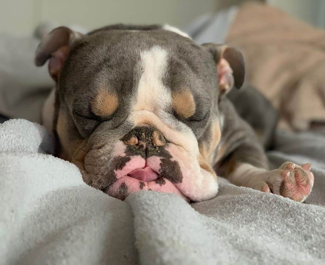 Bodhi & Butters & Bubbahのインスタグラム：「Breaking up your #election coverage to bring you a daily dose of #cute 🐶💗💁🏼‍♀️ . . . . . #puppylove #positivevibes #deep #breaths #yougotthis #dogs #rule #people #drool #dogsofinstagram #bestoftheday #bff #mylove #puppy #love #dog #mom #smile #be #happy #motivation」