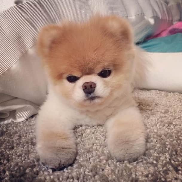 Buddy Boo Blueのインスタグラム：「Waiting ...」