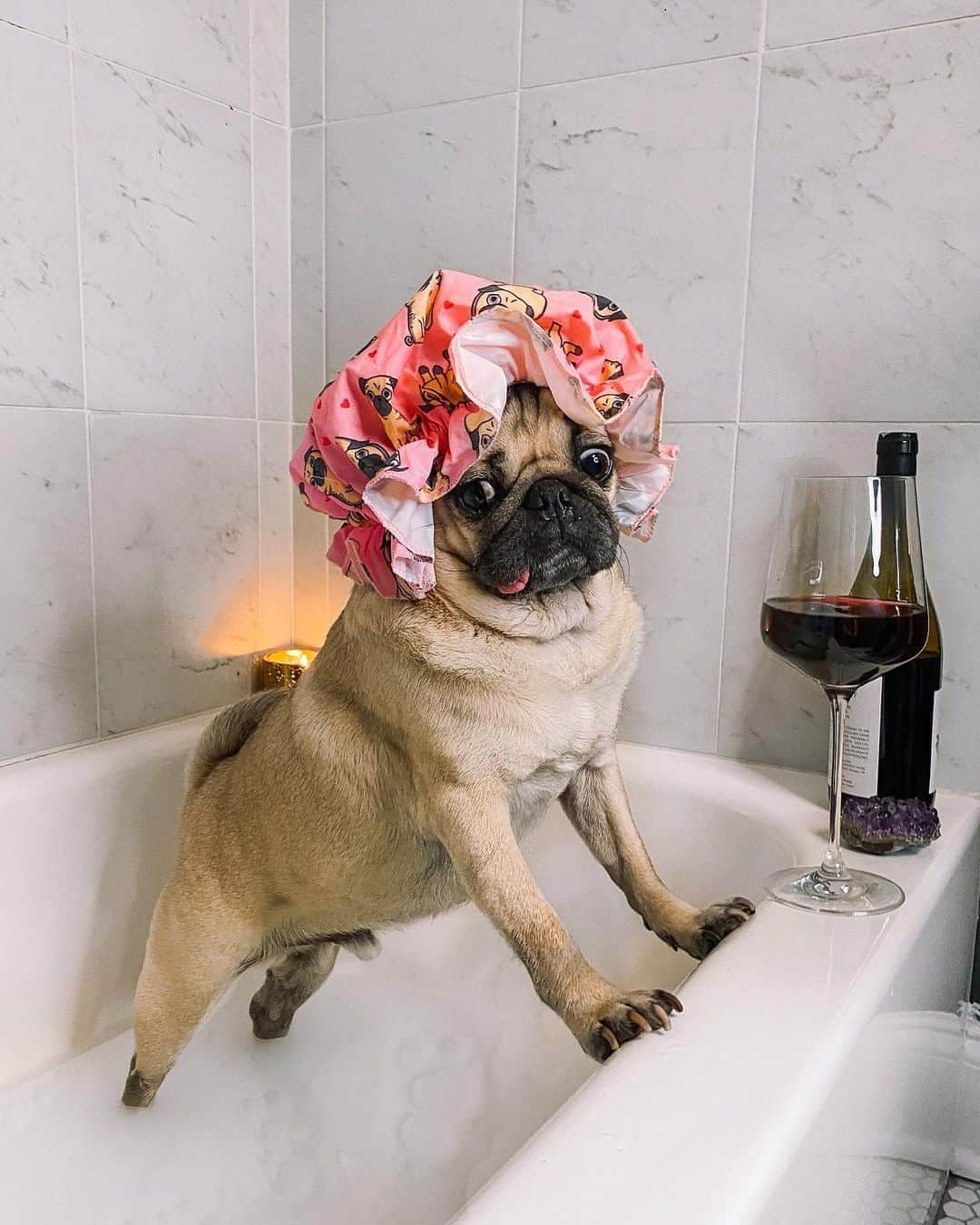 itsdougthepugさんのインスタグラム写真 - (itsdougthepugInstagram)「“I think we’re all gonna need a loooot more wine” -Doug」11月5日 7時32分 - itsdougthepug