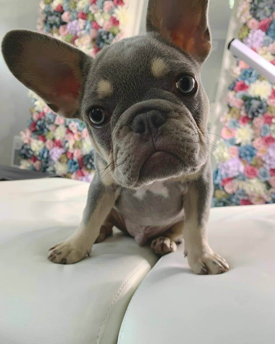 French Bulldogのインスタグラム