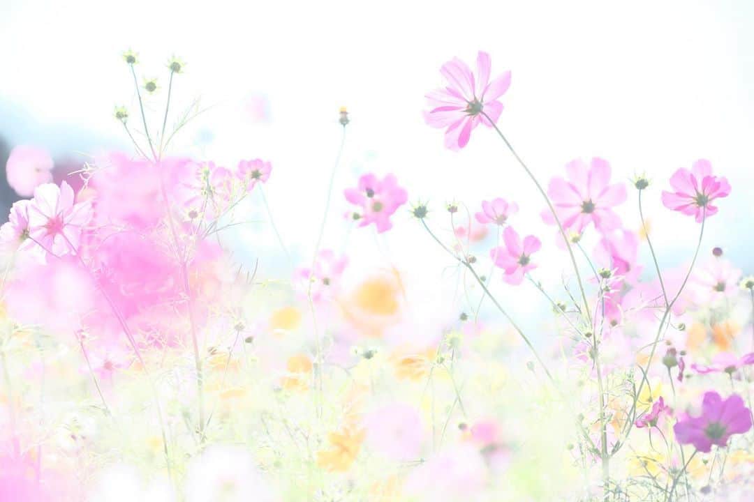 kiccyomuのインスタグラム：「☀️ 2020.11.05 Thu #あけぼの山農業公園 #コスモス 🌸 #心に花を  朝晩が寒くなりました 少し厚手のジャケットでも羽織って 今日も元気に🤗  location #千葉 📷撮影 2020年10月25日」