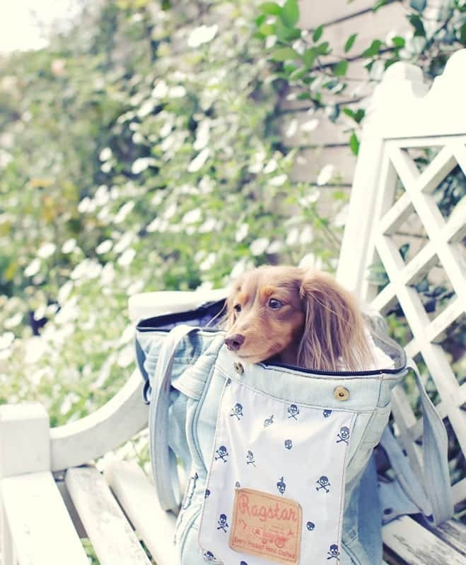 くるみんのインスタグラム：「* イングリッシュガーデンにて あずきちゃん  #カニンヘンダックスフント #カニンヘン #カニンヘンダックス #カニンヘンダックスフンドの日常 #カニンヘンの会 #カニンヘンダックスフンド #チョコタンダックスフント #チョコタンダックスフンド #チョコタンダックス #チョコタン #ダックスlove #ダックス多頭飼い #ダックスフント #ダックスフンドカニンヘン #ダックス部 #ダックス大好き #ダックスフンド #ダックス #いぬばか部 #いぬすたぐらむ #短足部 #横浜イングリッシュガーデン #all_dog_japan #east_dog_japan #dachshund #dachshundgram #dachs #dogstagram #instagramdog #instadachs  @doggymark_dachshund  @wanko_love_club」