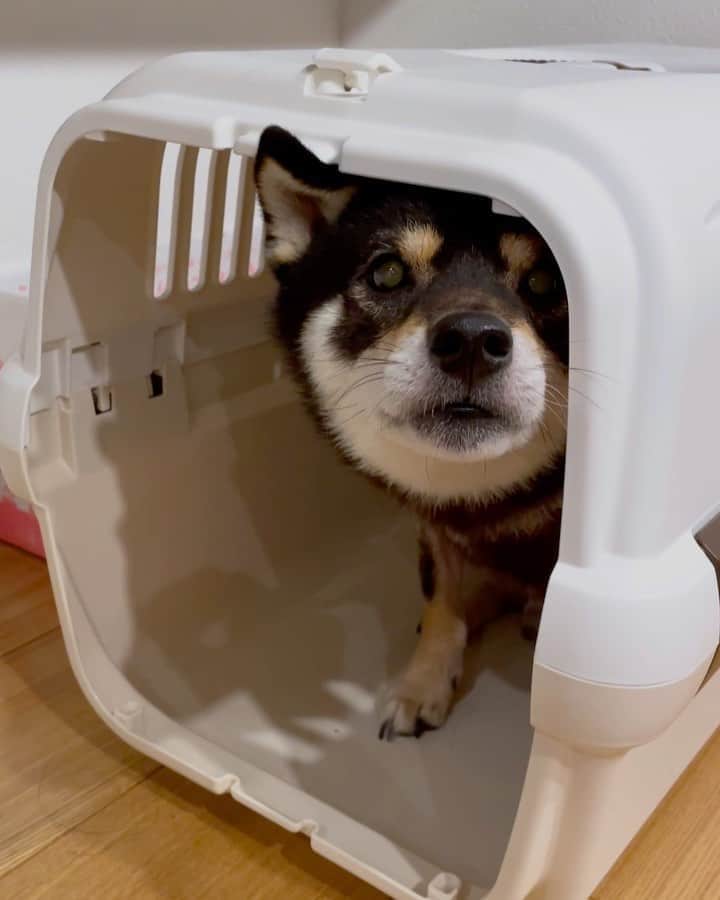 まめ丸のインスタグラム：「* * 【⚠️音が出るよ⚠️】 みてみてー🐶❣️ あたらしい『べっそー🏠』手にいれたよ🐶💓 別荘のコマンドで入るよ🏠 #まめ丸の別荘  * * #ひろい🐶❣️ #キレイ🐶❣️ #旧別荘もまだあるよ * #柴犬#豆柴#柴#黒柴#犬#しばいぬ#shiba#shibainu#shibastagram#shibadog#ig_japan#ig_dogphoto#puppy#instadog#dogstagram#dog#petstagram#pet#강아지#dailyfluff#weeklyfluff」