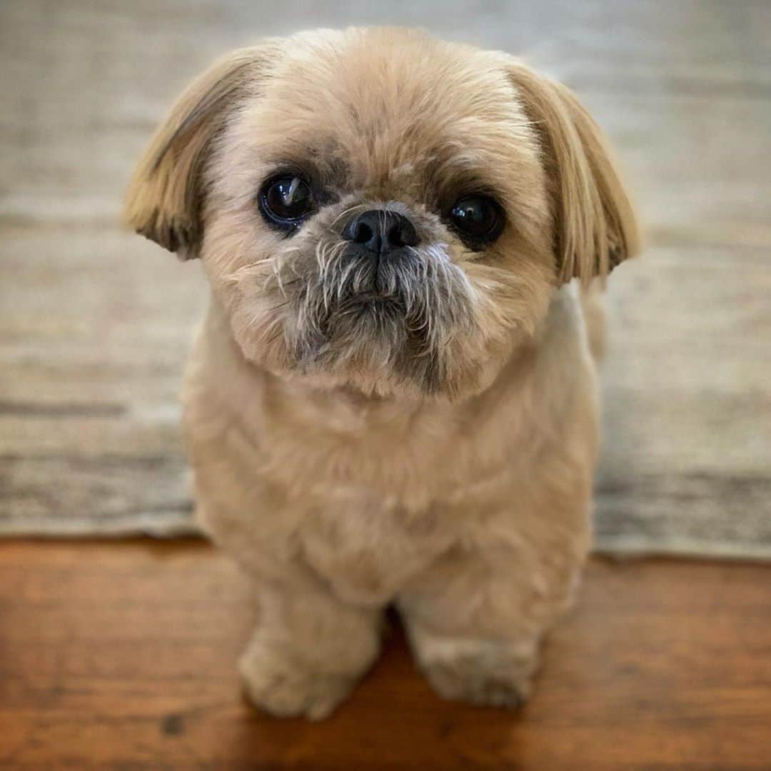 Dougie the Shih Tzuさんのインスタグラム写真 - (Dougie the Shih TzuInstagram)「Let’s all agree that this is an adorable photo of Dougie.」11月4日 23時27分 - dailydougie