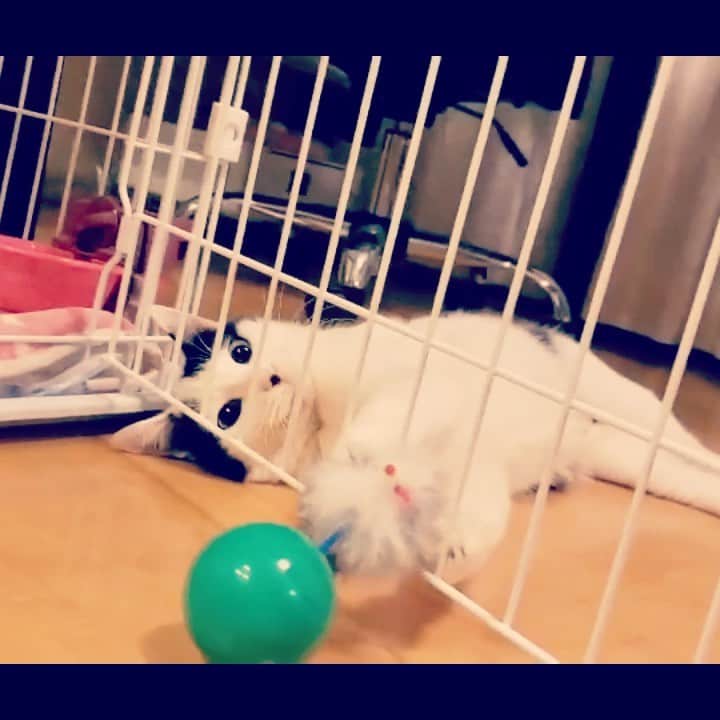 山口治樹のインスタグラム：「遊び方🤣  #cat #gato #猫 #ネコ #ねこ #ねこすたぐらむ」