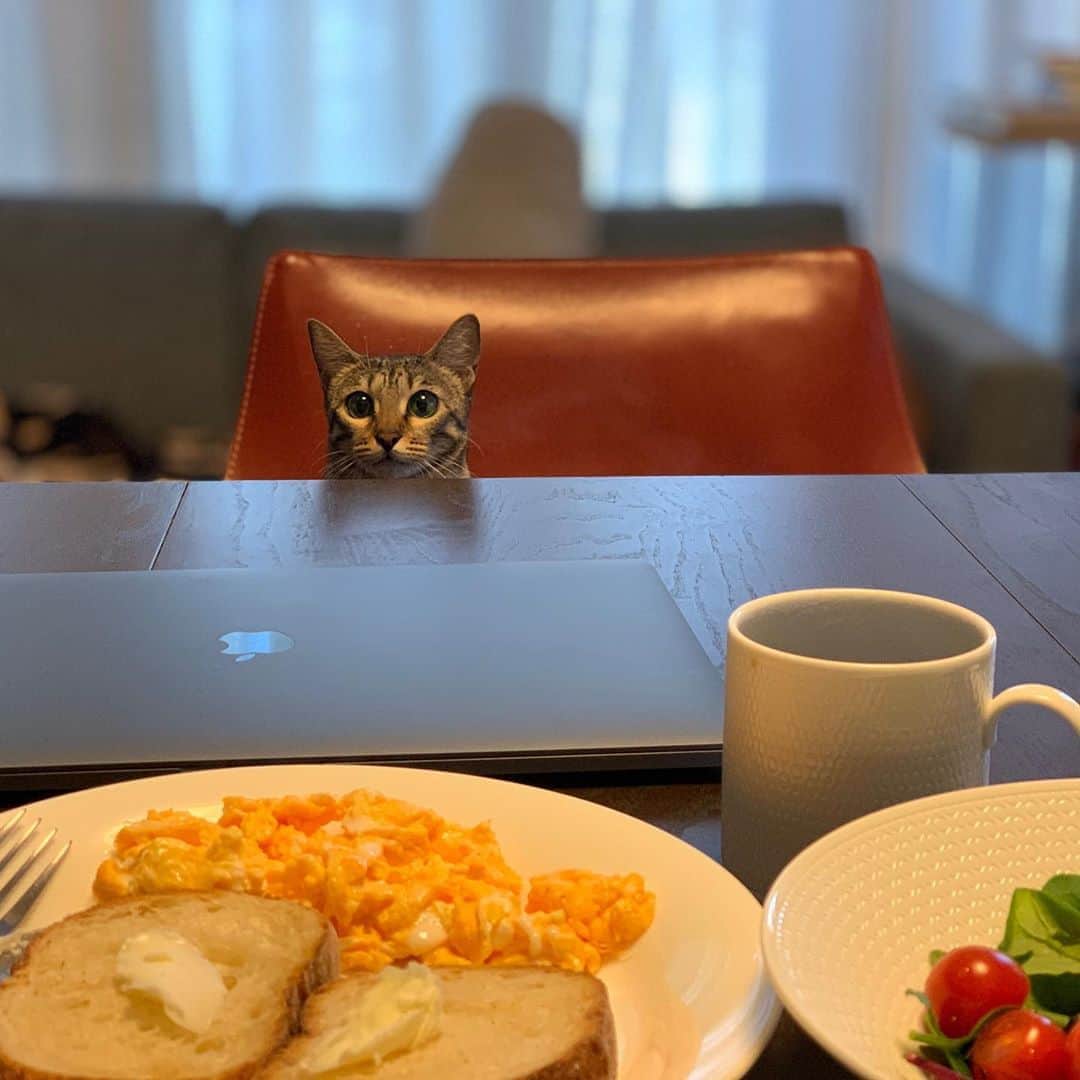 のインスタグラム：「朝ごはん時のマメ。(今日の朝ごはんは珍しく豪華だから写真撮りました) 私はご飯時に食卓の上をウロウロされるのは嫌なので、マメも良い子でじっと我慢。人のご飯を食べたいわけではなく、興味津々と匂い嗅ぎたいだけなのよね… まぁじっと我慢は30秒くらいですけれど。😅  #マメ #オシキャット #溝口肇」