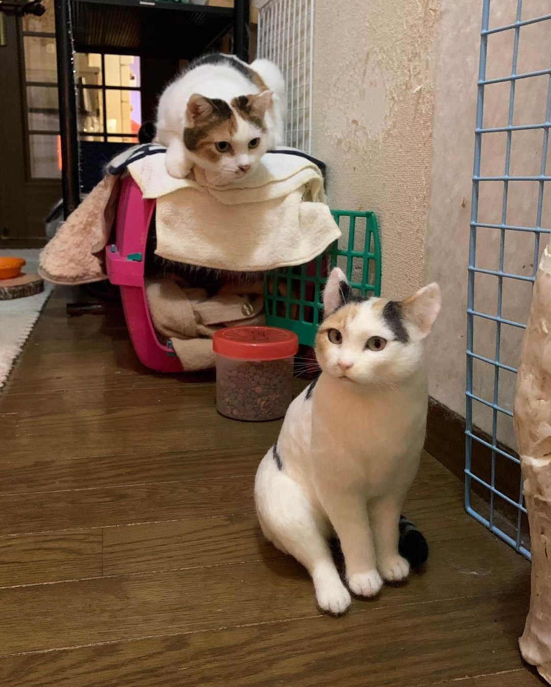 Kachimo Yoshimatsuさんのインスタグラム写真 - (Kachimo YoshimatsuInstagram)「ご対面！ @giko_3 さんが作ってくれたミケ子とミケ子。 #うちの猫ら #mikeko 猫 #ねこ #cat #ネコ #catstagram #ネコ部 http://kachimo.exblog.jp」11月4日 23時38分 - kachimo
