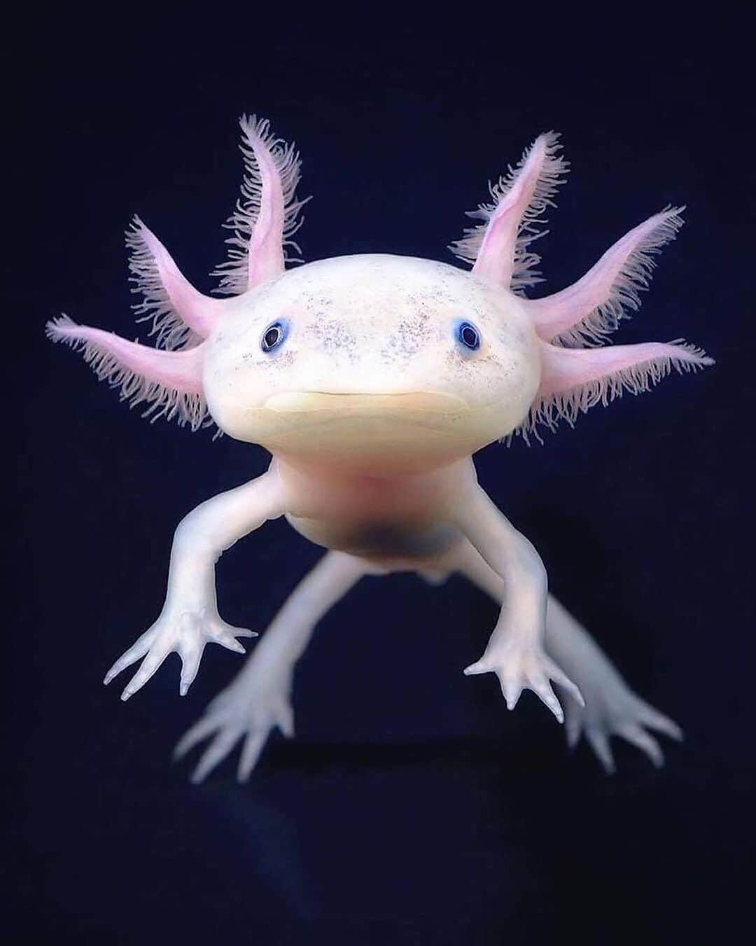 Black Jaguar-White Tiger さんのインスタグラム写真 - (Black Jaguar-White Tiger Instagram)「📷 @timflachphotography 🎥 @usausausaphoo  These cute Salamanders known as Axolotl are of great interest to science because it can regenerate limbs and parts of their own brains  IUCN Red List Status: Critically Endangered #Sea #animals #cute #ocean #underwater #sea」11月4日 23時38分 - blackjaguarwhitetiger