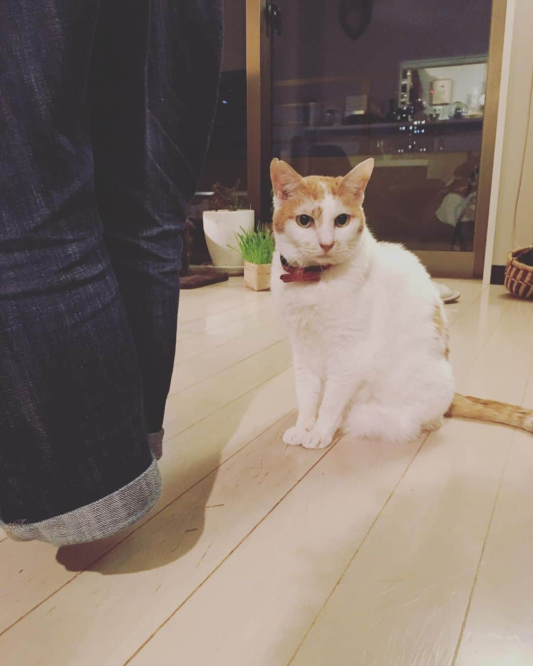 猫沢エミのインスタグラム