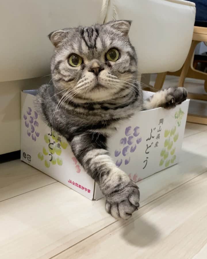 Shishi-maruのインスタグラム：「🐱 Cat Cheer 🐱猫の応援団」
