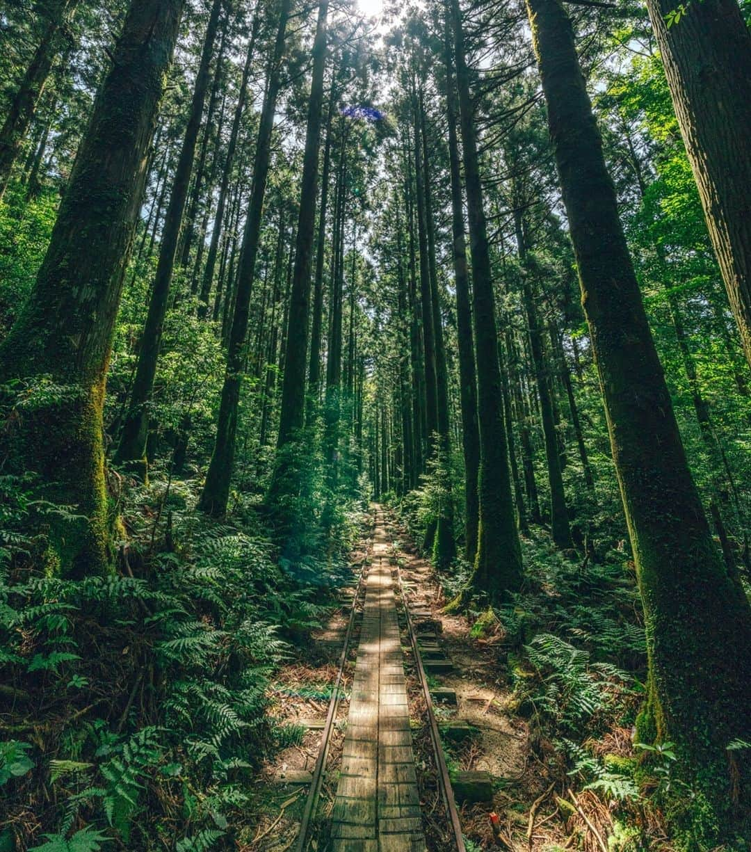 Official RICOH THETAさんのインスタグラム写真 - (Official RICOH THETAInstagram)「The world is too big and too grand to not explore 🗺️ A RICOH THETA camera is the perfect companion to take along and capture breathtaking moments like this. 📷: @yuichiyokota . . . . . #ricohusa #ricoh #ricohimaging #theta360 #lifein360 #360camera #360view #camera #cameratips #cameralover #photographylovers #photographer #naturephotography #nature #travel #travelphotography #forestphotography #forestlover #hikingphotography #hiking #hikingtrails #hikingadventure #adventures #wanderlust #outdoorphotography #outdoors」11月5日 0時15分 - theta360official