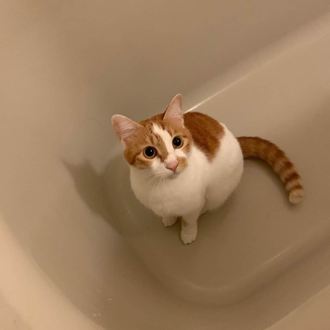 Kachimo Yoshimatsuさんのインスタグラム写真 - (Kachimo YoshimatsuInstagram)「お風呂洗ってたらやってきた。 なんにでも興味を示す。 #うちの猫ら #oinari #猫 #ねこ #cat #ネコ #catstagram #ネコ部 http://kachimo.exblog.jp」11月5日 0時15分 - kachimo