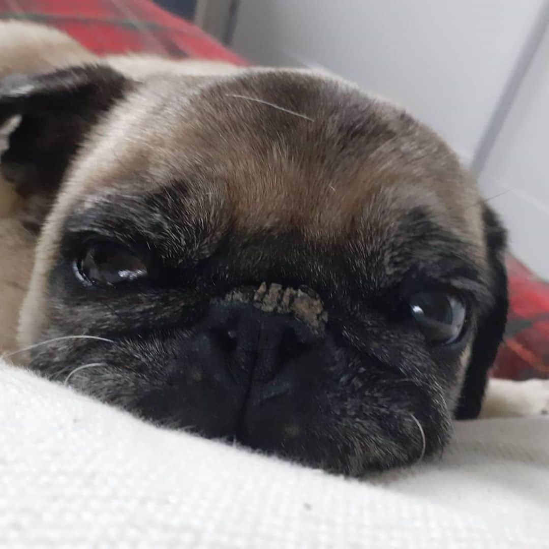 Nikitaのインスタグラム：「Pug_nikita tarde de siesta#bugui es lo más ❤」