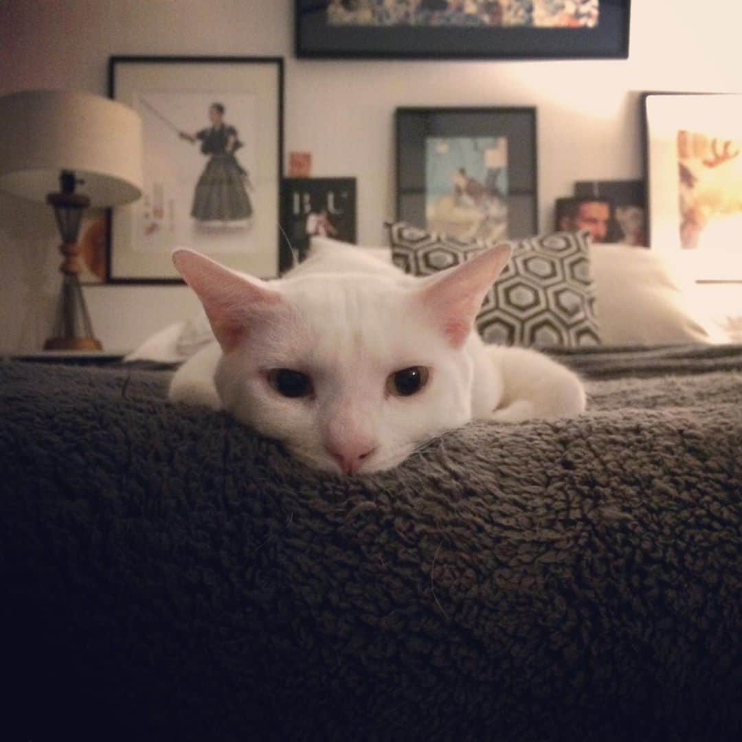 岡田屋鉄蔵のインスタグラム：「おやすみ😴」