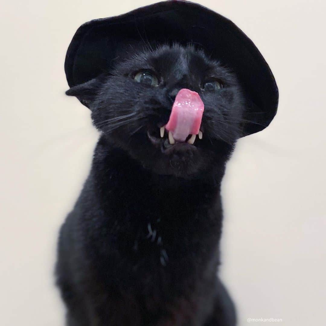 セルジオさんのインスタグラム写真 - (セルジオInstagram)「How to win at life: Turn off news Put on some Fleetwood Mac Order tacos Voila!  #yourewelcome 😎 . . #monk #winningatlife #tongueouttuesday #tacotonguetuesday #cattongue #vampirecat #catinahat #fleetwoodmac #coolcat #coolcats #blackcatclub #blackcatsofinstagram #catsofinstagram #catsofinsta #catsofig #catslife #myfurbaby #catsrule #mykidshavefur #mykidshavepaws #meowed #9gagcute #buzzfeedcats #igcats #igkitty #vampirekitty #vampirelife #thedodo」11月5日 0時43分 - monkandbean