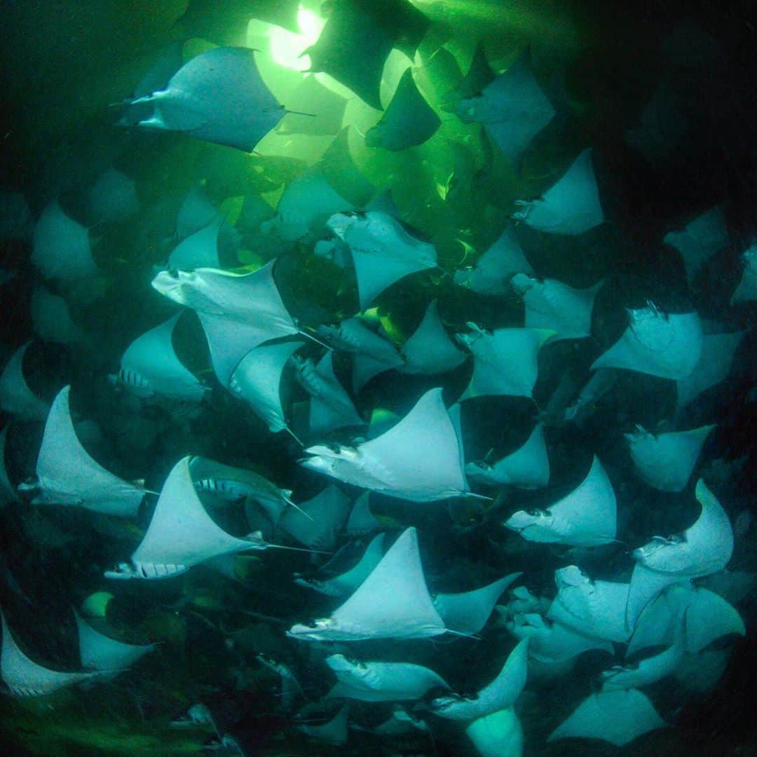 Thomas Peschakのインスタグラム：「Photographing this school of Munk's Mobula rays at night was both eerie and electrifying. At times the school grew so dense that I felt like I was swallowed by a cloud of bats. The rays feast on plankton attracted by our underwater lights in Mexico's Sea of Cortez. Sometimes the lights would malfunction and I was plunged into darkness. During those times my imagination ran wild, conjuring up visions what else might be out there. Photographed on assignment for @NatGeo @maresmexicanos @mantatrust #baja #mexico #mobula #seaofcortez」