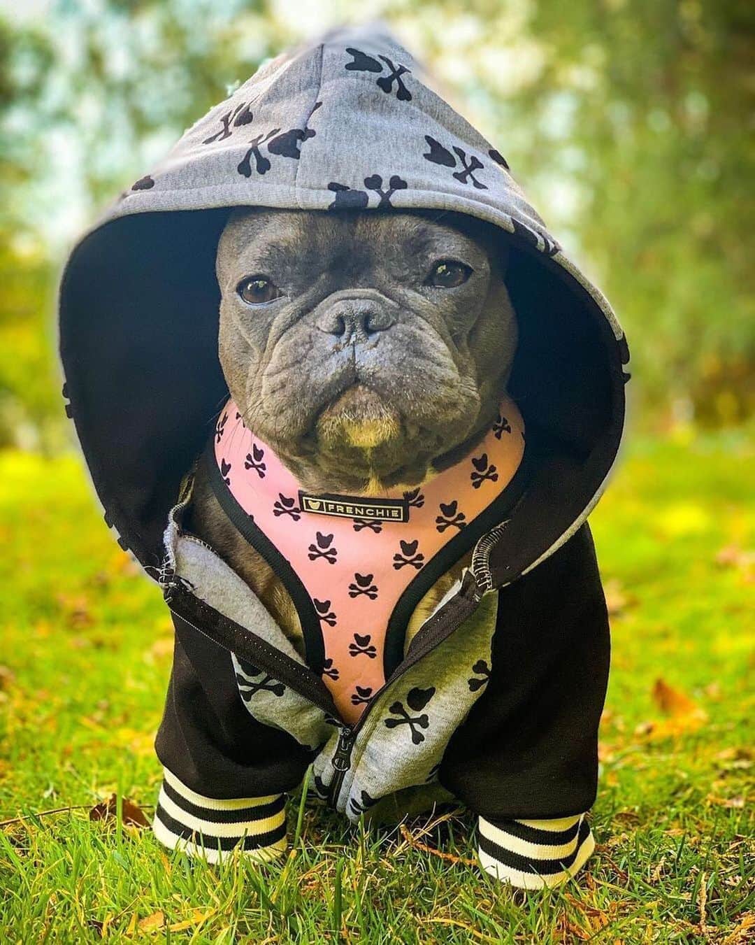 Regeneratti&Oliveira Kennelのインスタグラム：「Feelin’ the bad gal vibes from here @captain_n_morgan ☠️✨ . . . SHOP the Bad to the Bone Collection only at www.frenchie.com .🎁 Get 10% off  with code jmarcoz10  . . . #frenchiepetsupply #frenchiesofinsta #pugsofinsta #frenchbulldog #frenchiesofinstagram #pug #frenchies #reversibleharness #frenchiehoodie #thedodo #frenchieharness #dogclothes #dogharness #frenchiegram #dogsbeingbasic #frenchieoftheday #instafrenchie #bulldogs #dogstagram #frenchievideo #cutepetclub #bestwoof #frenchies1 #ruffpost #bostonterrier #bostonsofig #animalonearth #animallover #dogs」